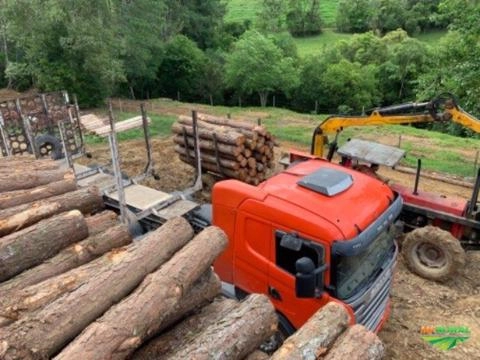 Compro tora ou floresta de pinus Imagem Compro tora ou floresta de pinus