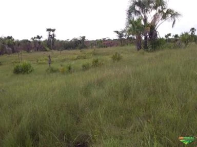 Fazenda pronta para 1200 vacas (cria) com capim nativo. Boa de água, na beira do Rio Novo.