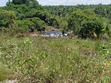 Fazenda pronta para 1200 vacas (cria) com capim nativo. Boa de água, na beira do Rio Novo.