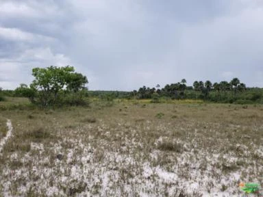 Fazenda pronta para 1200 vacas (cria) com capim nativo. Boa de água, na beira do Rio Novo.