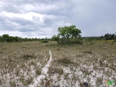 Fazenda pronta para 1200 vacas (cria) com capim nativo. Boa de água, na beira do Rio Novo.