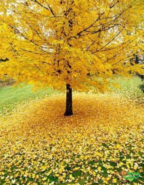 Mudas Nativas Imagem Mudas Nativas