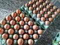 Ovos vermelhos - Atacado e Varejo