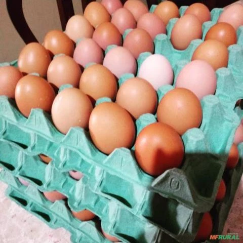 Ovos vermelhos - Atacado e Varejo