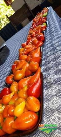 Pimenta Maria Bonita Imagem Pimenta Maria Bonita