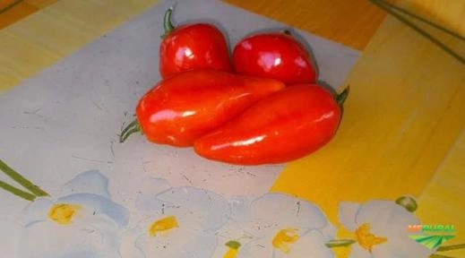 Imagem Pimenta Maria Bonita Imagem Pimenta Maria Bonita