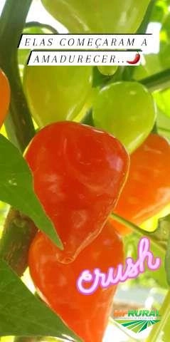 Imagem Pimenta Maria Bonita Imagem Pimenta Maria Bonita