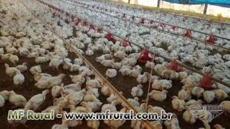 Sitio a venda com 4 aviários de frango integrados com a BRF