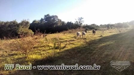 Sítio montado em Monte Alegre, imperdível