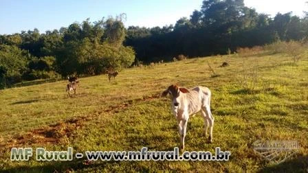 Sítio montado em Monte Alegre, imperdível