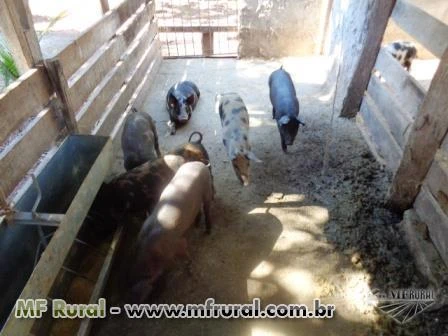 Lindo rancho na beira da represa, Estudo prazo, imóveis e veículos como parte de pagamento