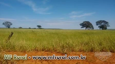Fazenda em Uberlândia, imperdível, apenas R$13.450,00/hectare