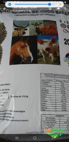 Suplemento Alimentar Ração de Coco babaçu Imagem Suplemento Alimentar Ração de Coco babaçu
