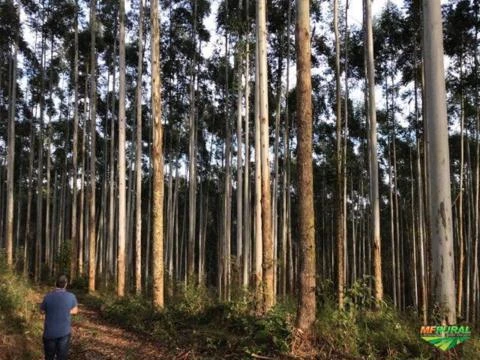 Vendo  Área reflorestada em Itatiba do Sul