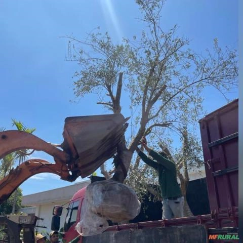 Oliveiras de 15 a 20 anos Imagem Oliveiras de 15 a 20 anos