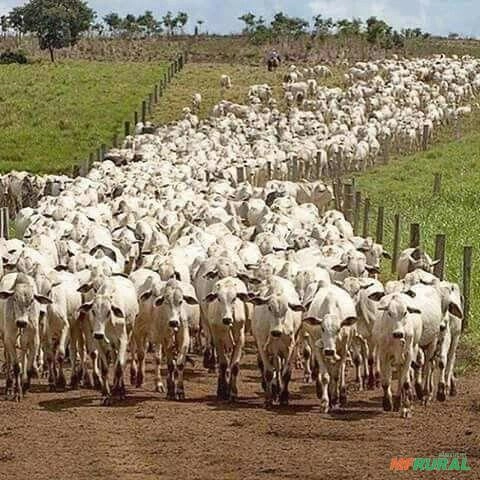 Procuro arrendamento Imagem Procuro arrendamento