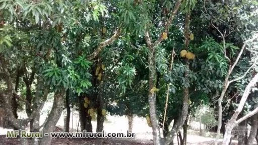 SITIO FORMADO EM ATIBAIA DIVISA COM JARINU