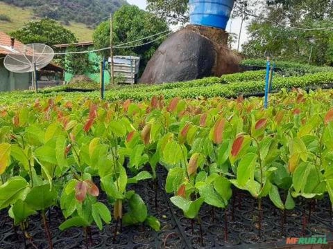 Imagem Mudas nativas Imagem Mudas nativas