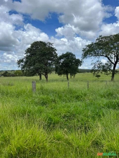 Fazenda de 60 alqueires a venda em Campina Verde-Mg