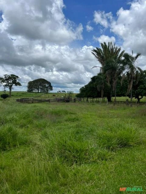 Fazenda a venda em Campina Verde Mg