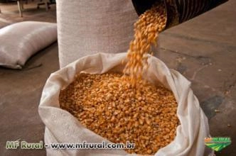 Compro sacas de milho de 60 kg Compro sacas de milho de 60 kg