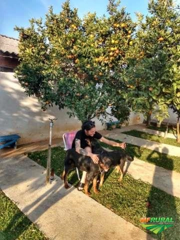 ADVOCACIA mediativa, para venda e compra de produção agricula e bovina. Imagem ADVOCACIA mediativa, para venda e compra de produção agricula e bovina.