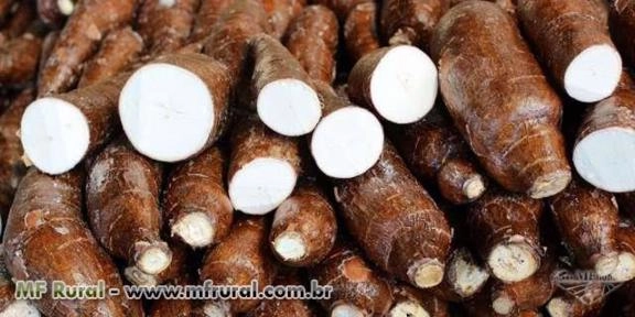 Mandioca Imagem Mandioca