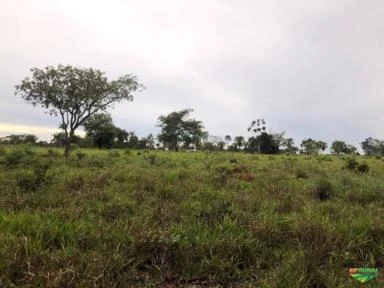 Fazenda para Criação de Gado