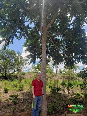 Árvores de Cedro Australiano Imagem Árvores de Cedro Australiano