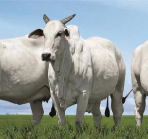 Depoimento de anúncio vendido Depoimento de anúncio vendido