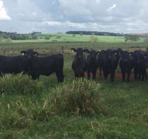 Depoimento de anúncio vendido Depoimento de anúncio vendido