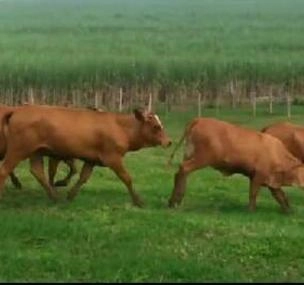 Depoimento de anúncio vendido Depoimento de anúncio vendido