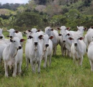 Depoimento de anúncio vendido