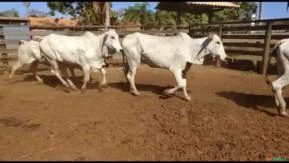 Bezerras nelore na região de Santa Mercedes SP