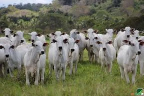 Novilhas nelore na região de São José do Rio preto SP