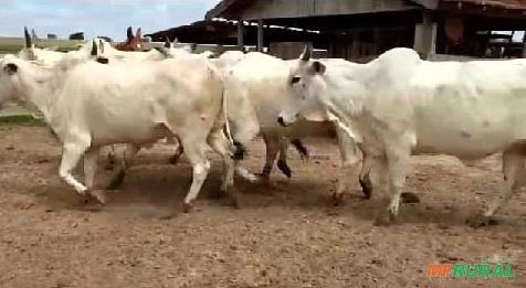 Novilhas na região de Santa Mersedes SP Imagem Novilhas na região de Santa Mersedes SP