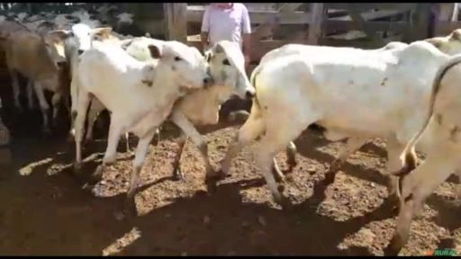 Garrotes na região de Santa Mercedes SP Imagem Garrotes na região de Santa Mercedes SP