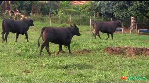 Bezerras Angus na região de Avaré sp Imagem Bezerras Angus na região de Avaré sp
