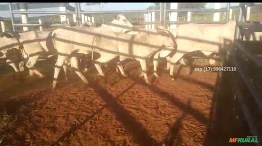 Novilhas nelore na região de Uberlândia MG Imagem Novilhas nelore na região de Uberlândia MG