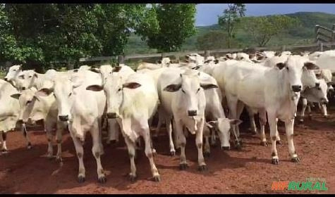 Bezerros nelore na região de José Bonifácio sp Imagem Bezerros nelore na região de José Bonifácio sp