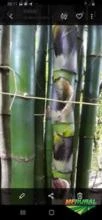 Bambusa Vulgaris - Vendo carga fechada de varas (650) e mudas mãe (até 2 m) sob consulta e encomenda