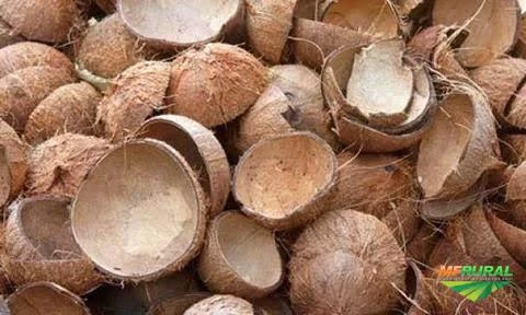Procuro fornecedores de casca de coco seco