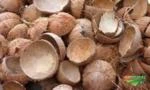 Procuro fornecedores de casca de coco seco
