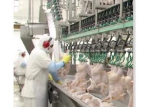 Cortes de frango para exportação (SIF CHINA)