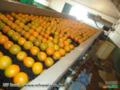 Máquinas para Beneficiamento e Classificação de Laranja Imagem Máquinas para Beneficiamento e Classificação de Laranja