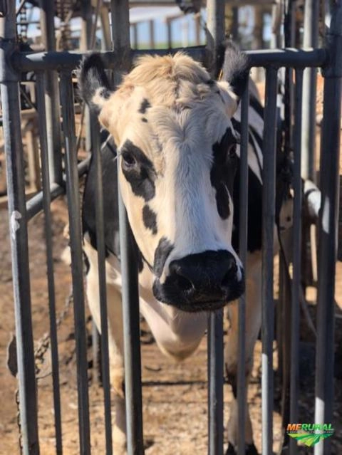 Imagem Podologia bovina Imagem Podologia bovina