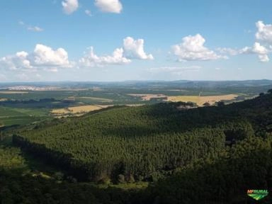 Eucalipto Imagem Eucalipto