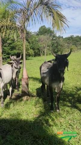 Guzerá PO Imagem Guzerá PO