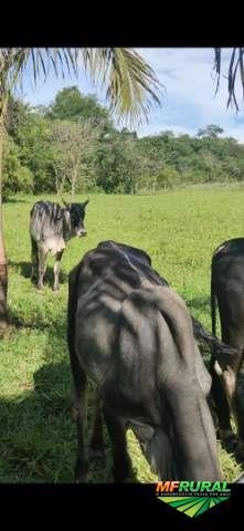 Imagem Guzerá PO Imagem Guzerá PO