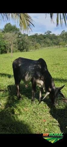 Imagem Guzerá PO Imagem Guzerá PO